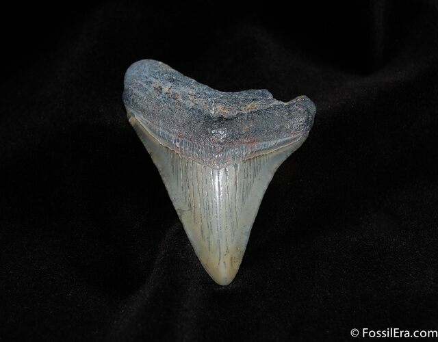 Pretty Inch Megalodon Tooth #112